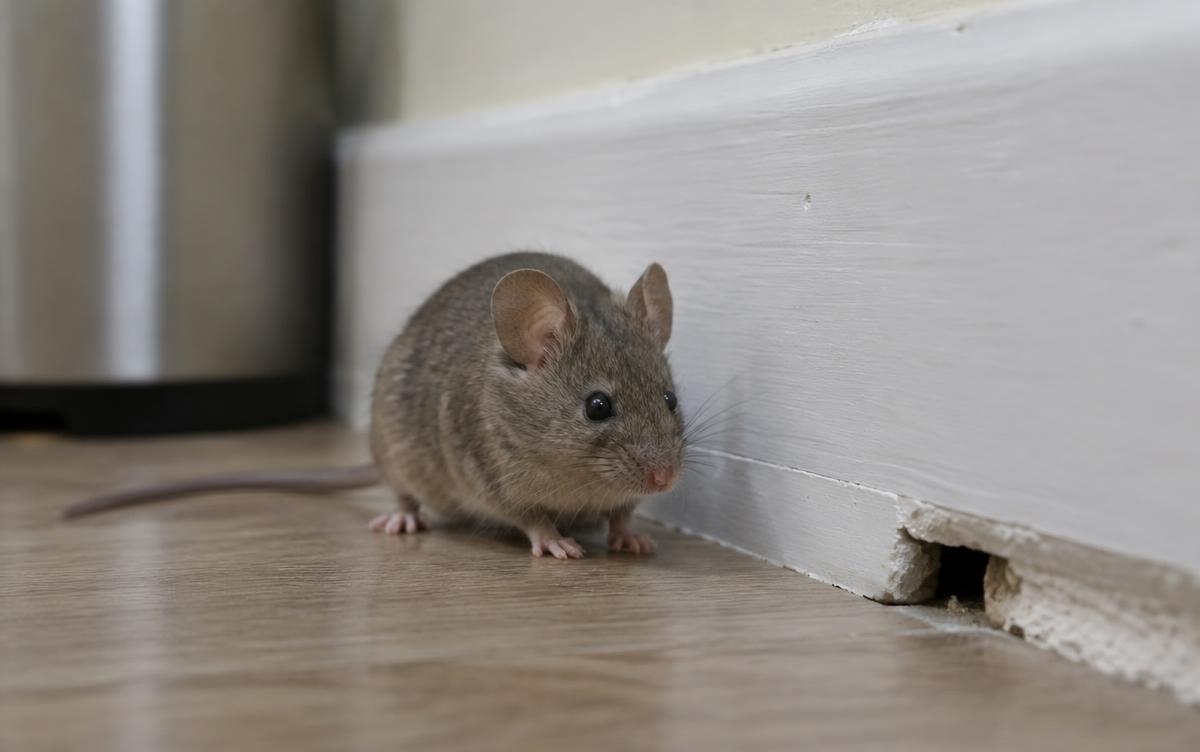 House mouse beside a skirting board near a small gap in the wall
