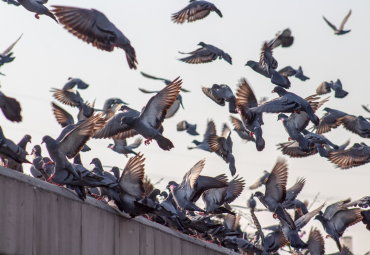 Remove Pest Control In Mumbai provide Bird Control