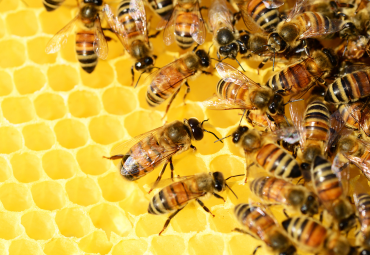 Remove Pest Control In Mumbai provide Honey Bee Control
