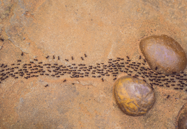 Ants Control