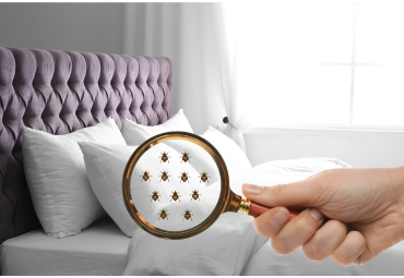 Bed Bugs Treatment
