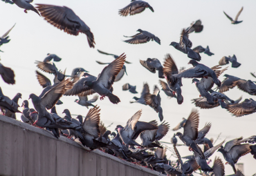 Bird Nesting Control