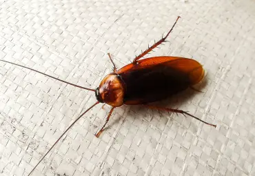 Brown cockroach on a woven mat