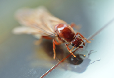 Termite Control