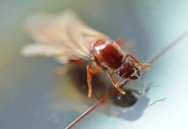 Winged termite resting on a surface