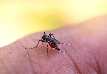 Mosquito Control