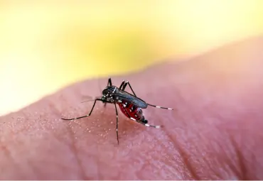 Mosquito resting on human skin