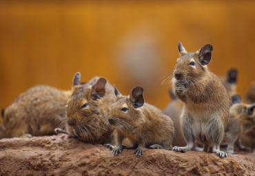 Rodent Control