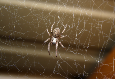 Spider Control